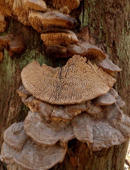The distinctive maze-like quality of the bracket underside at Burnham Beeches, Buckinghamshire